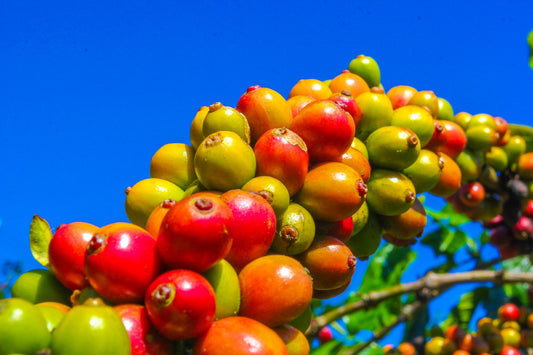 Maximizing Coffee Flavours